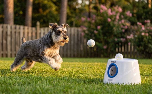 Smart Pet Toys Reimagined — Instinct-Driven Play, Endless Engagement
